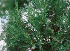 Juniperus excelsa